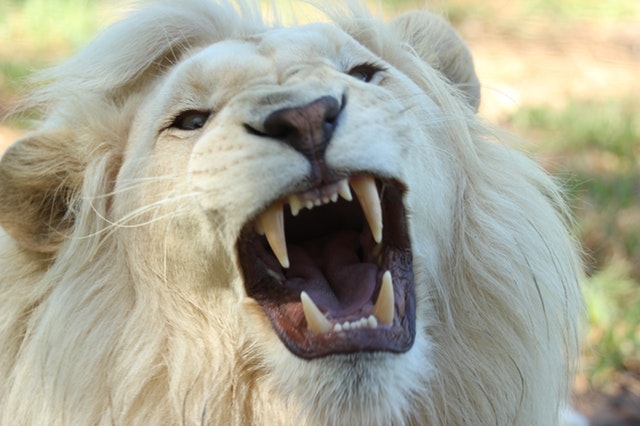 lion-teeth-pexels-photo-68421